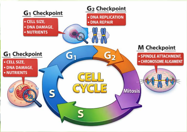 Module 5: Cell Cycle and Checkpoints